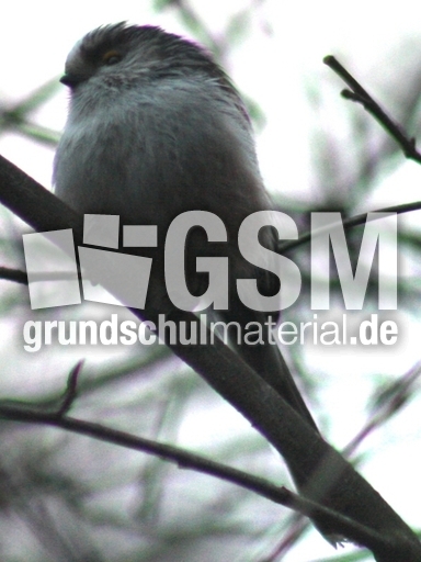 P-Schwanzmeisen 007.jpg